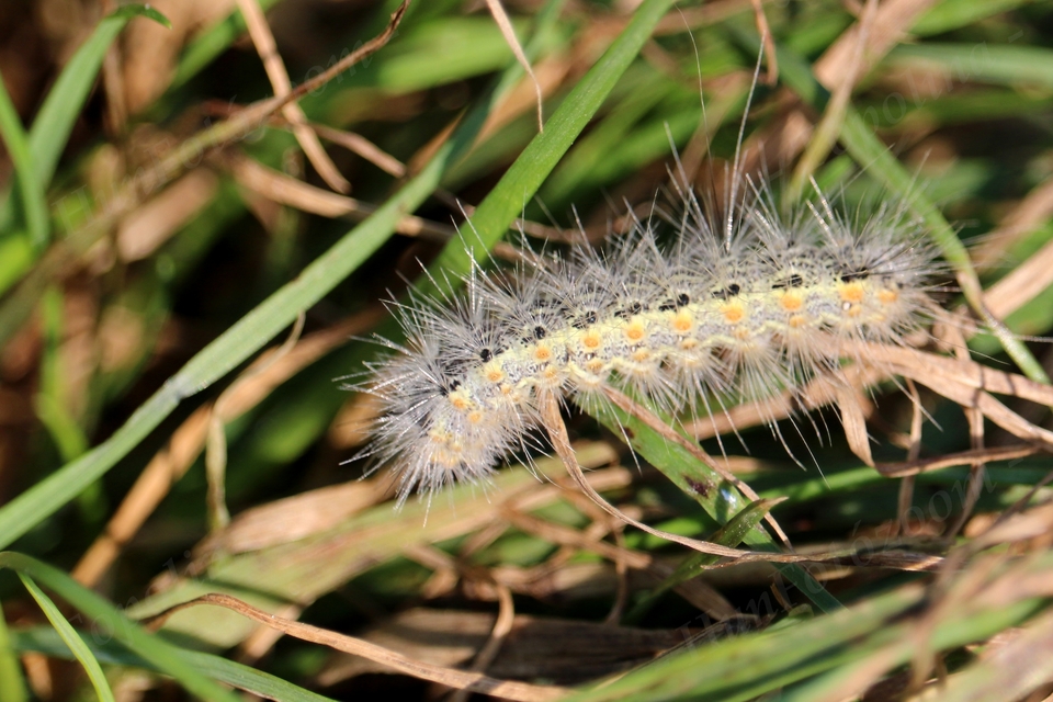 Hyphantria cunea - amerikai fehér medvelepke