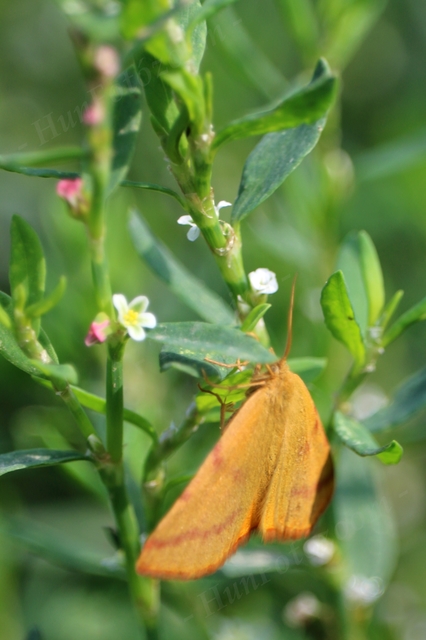 Lythria purpuraria - bíborsávos araszoló