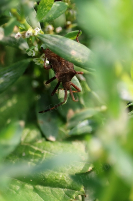 Coreus marginatus - közönséges karimáspoloska