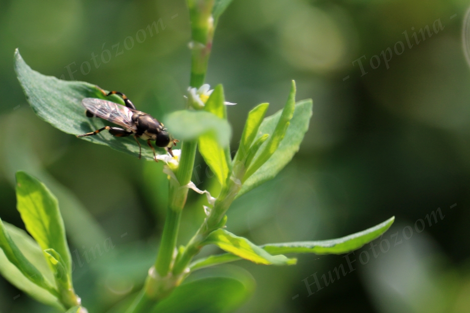 Syritta pipiens - zizegő comboslégy