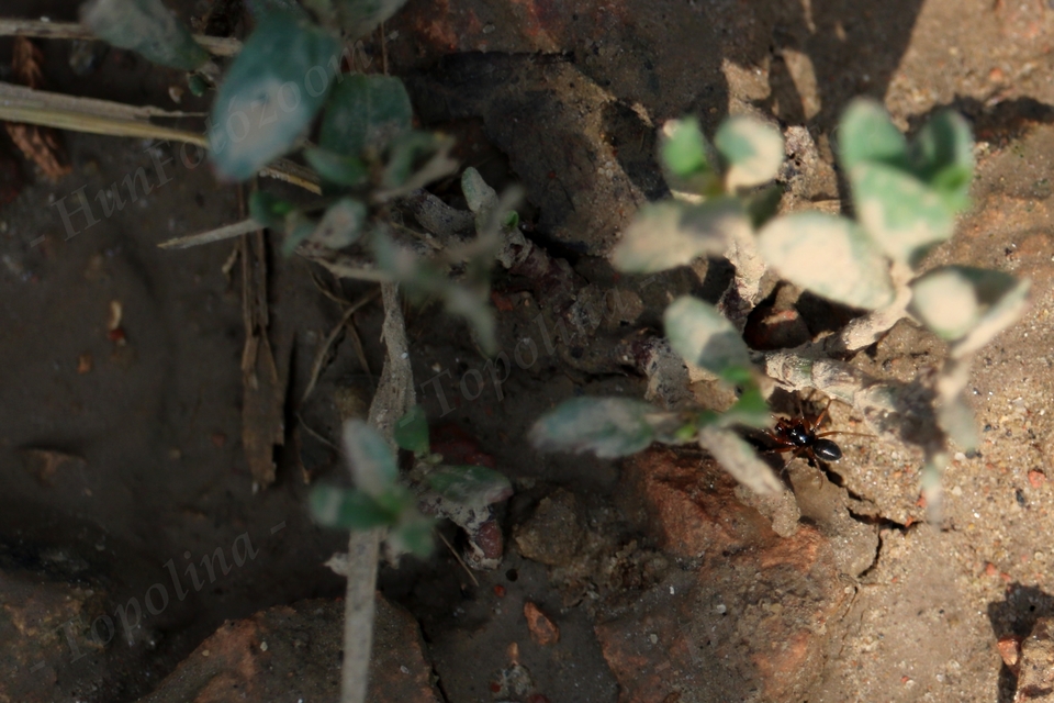 Linyphiidae - vitorláspókok