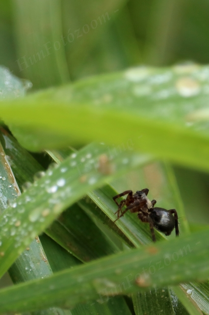 Pardosa
