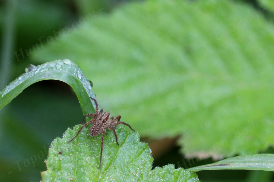 Pardosa