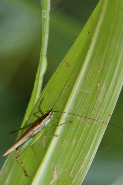 Conocephalus fuscus - kis kúpfejűszöcske