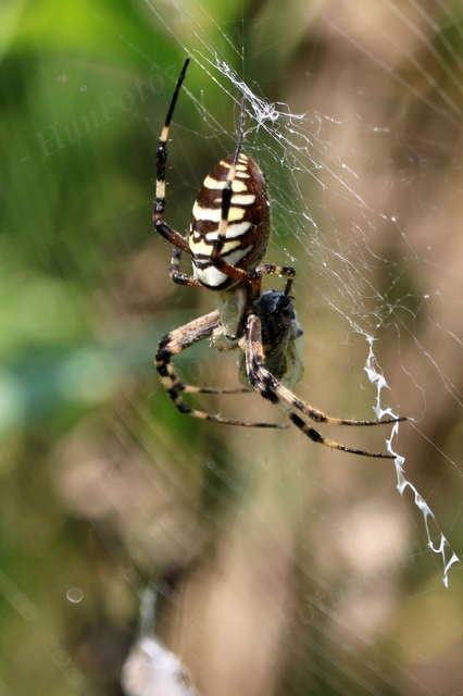 Argiope bruennichi - darázspók