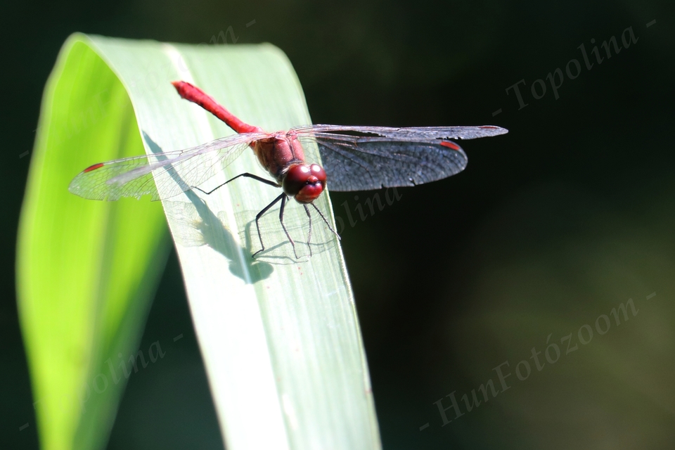 Sympetrum sanguineum - vörös katona-szitakötő