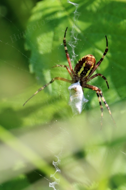 Argiope bruennichi - darázspók