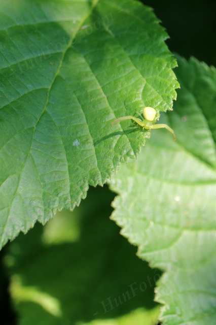 Ebrechtella tricuspidata - alakoskodó karolópók