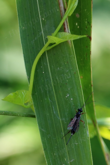 Ichneumonidae - valódi fürkészdarazsak