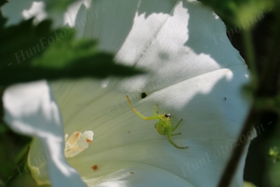 Ebrechtella tricuspidata - alakoskodó karolópók