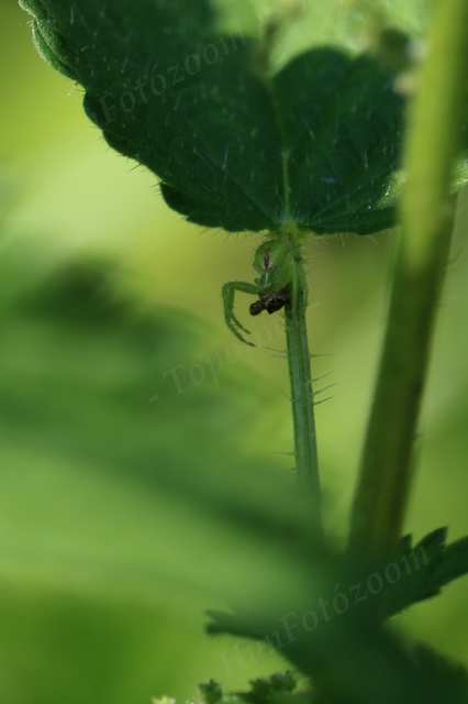 Heriaeus