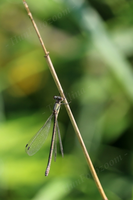 Lestes