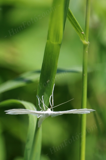 Pterophorus pentadactyla - fehér tollasmoly