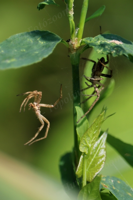 Pisaura mirabilis - csodáspók