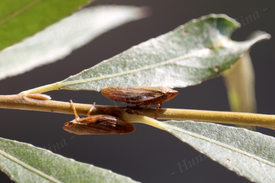 Aphrophora salicina