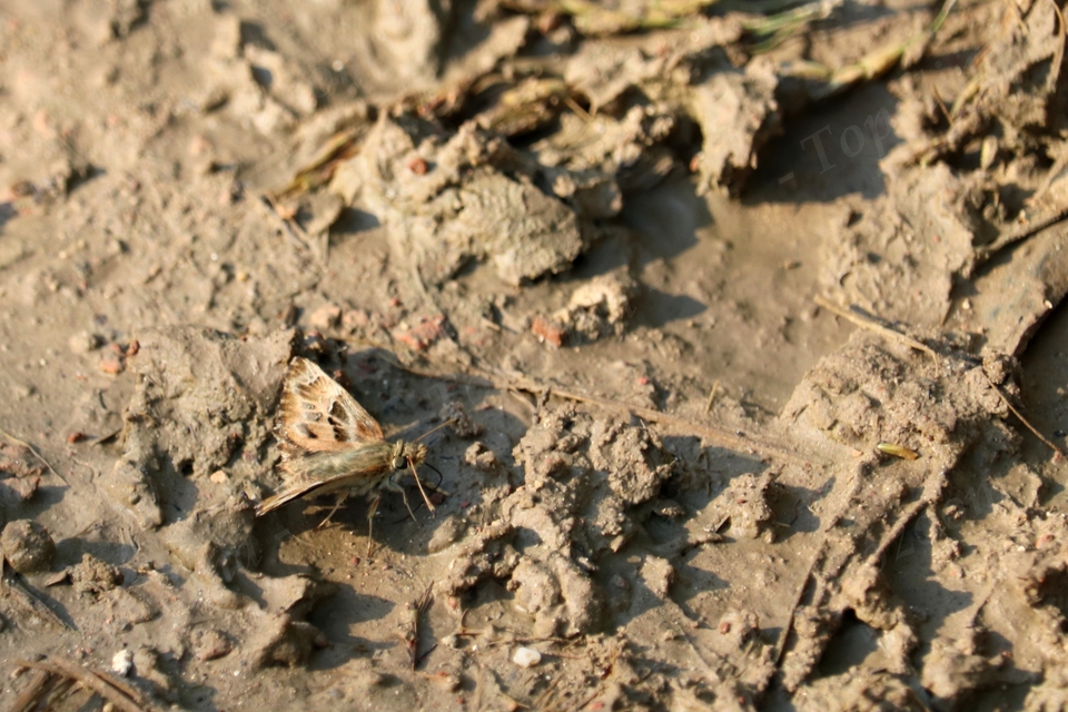 Carcharodus alceae - mályva-busalepke