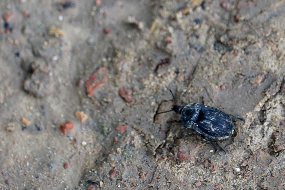Phosphuga atrata - bordás csigarabló