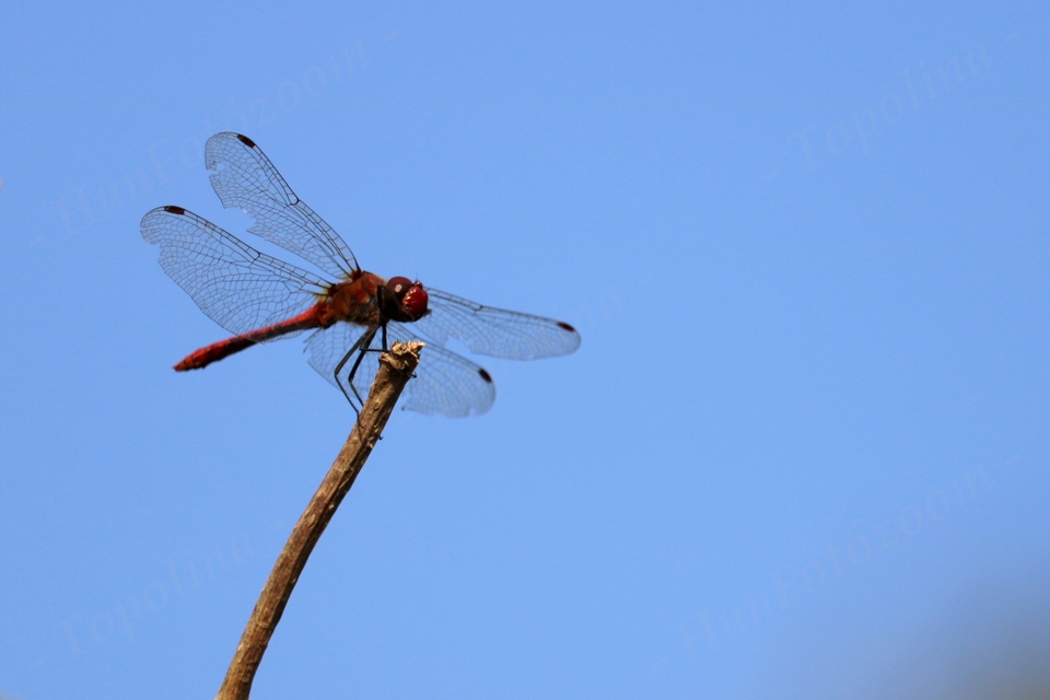 Sympetrum sanguineum - vörös katona-szitakötő