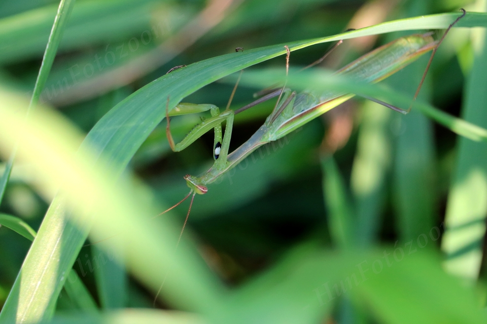 Mantis religiosa - imádkozósáska