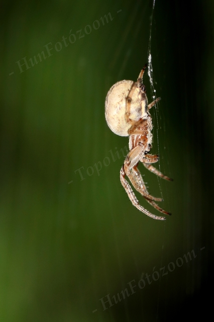 Larinioides