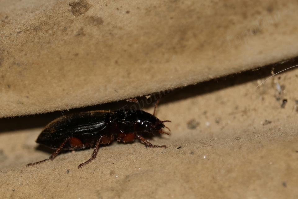 Harpalus rufipes - nagy selymesfutó