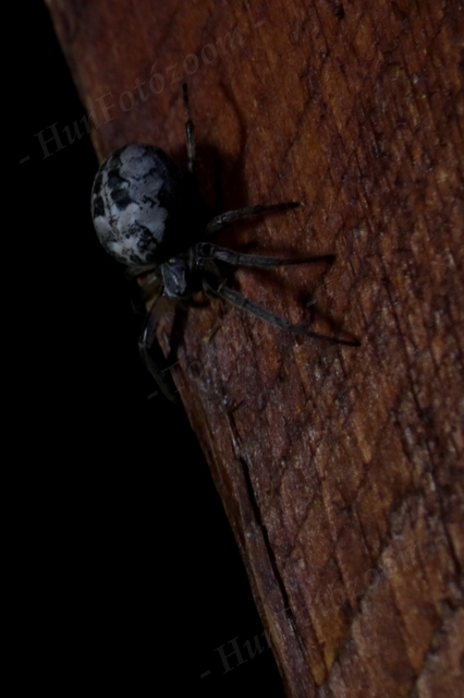 Larinioides cornutus - nádi keresztespók