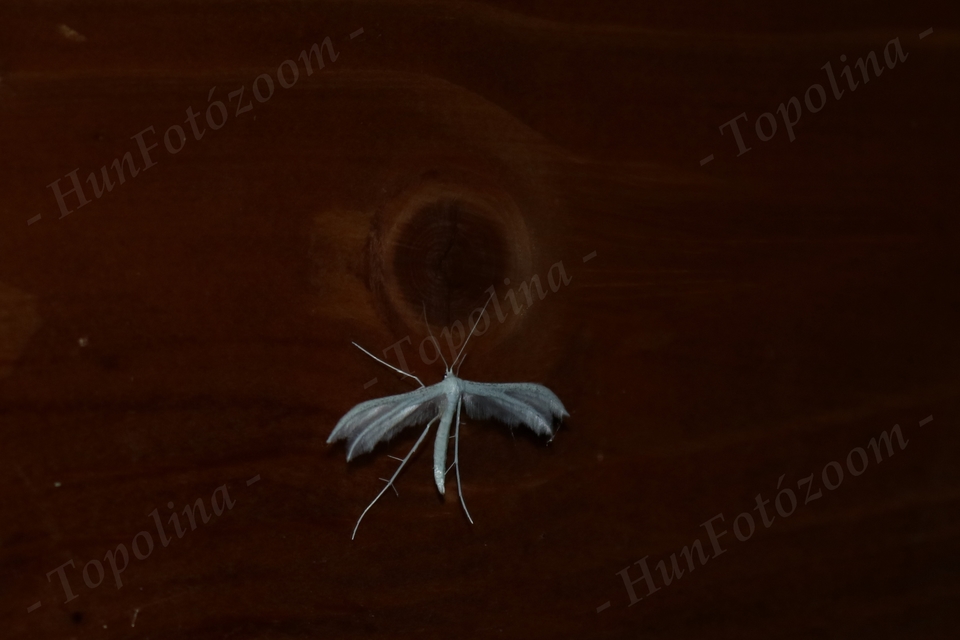 Pterophorus pentadactyla - fehér tollasmoly