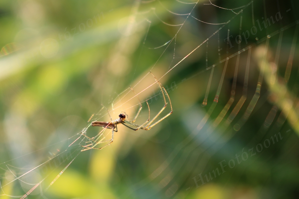 Tetragnatha