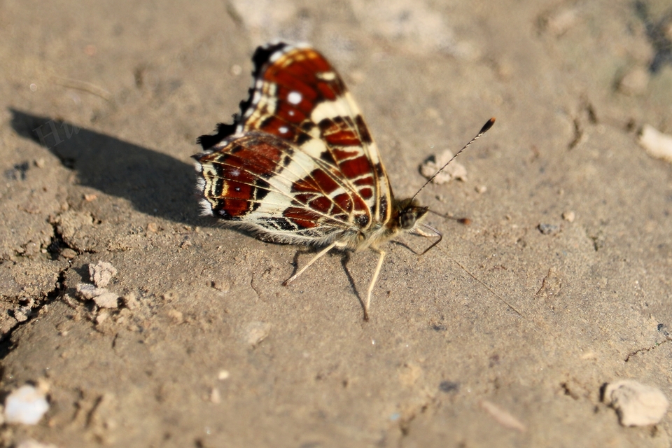 Araschnia levana - pókhálós lepke