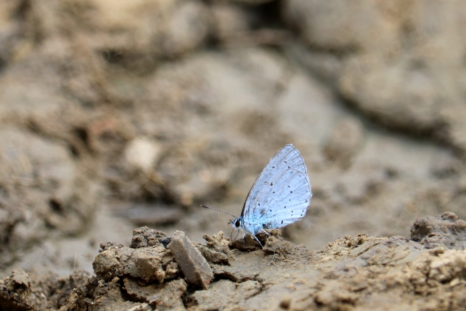 Celastrina argiolus - bengeboglárka