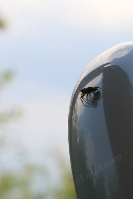 Heliophanus