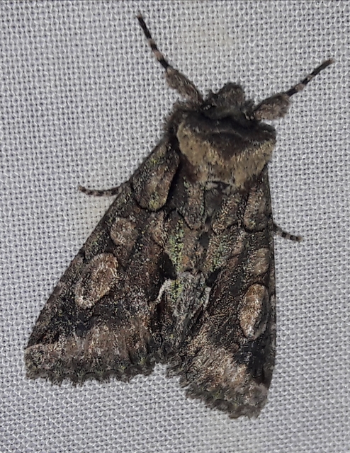 Allophyes oxyacanthae - galagonyabagoly