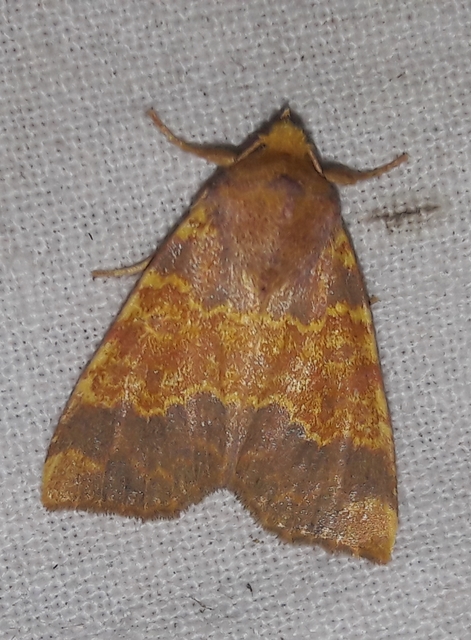 Tiliacea aurago - aranyló sárgabagoly