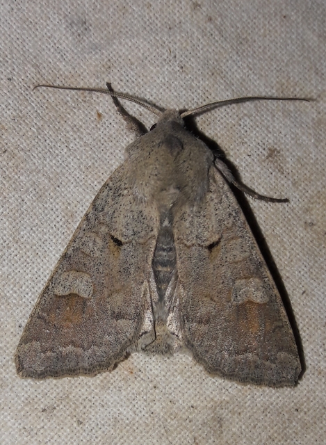 Ammoconia caecimacula - szürke őszibagoly