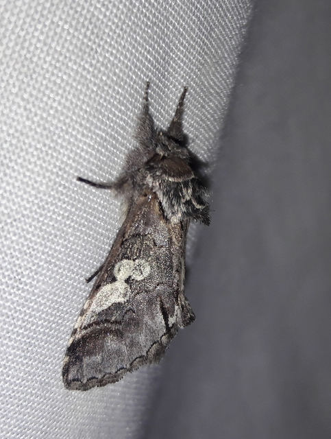 Diloba caeruleocephala - őszi kékesbagoly