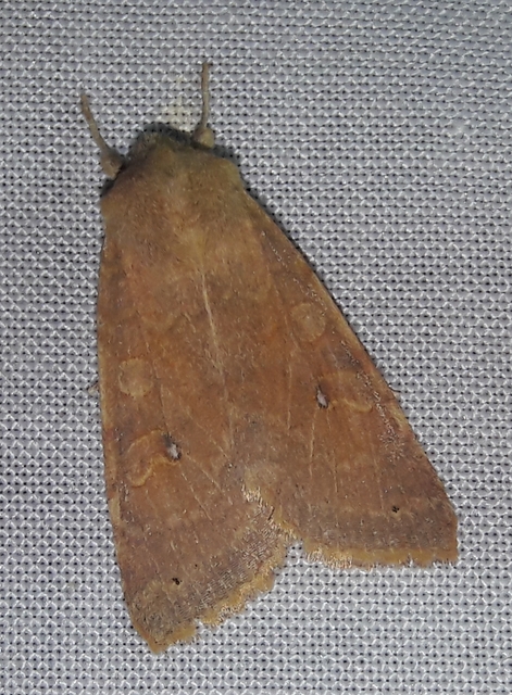 Cirrhia ocellaris - fakó sárgabagoly