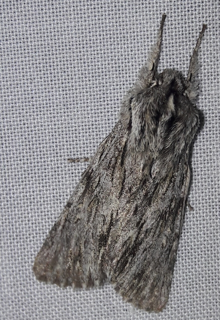 Asteroscopus sphinx - csillagnéző bundásbagoly
