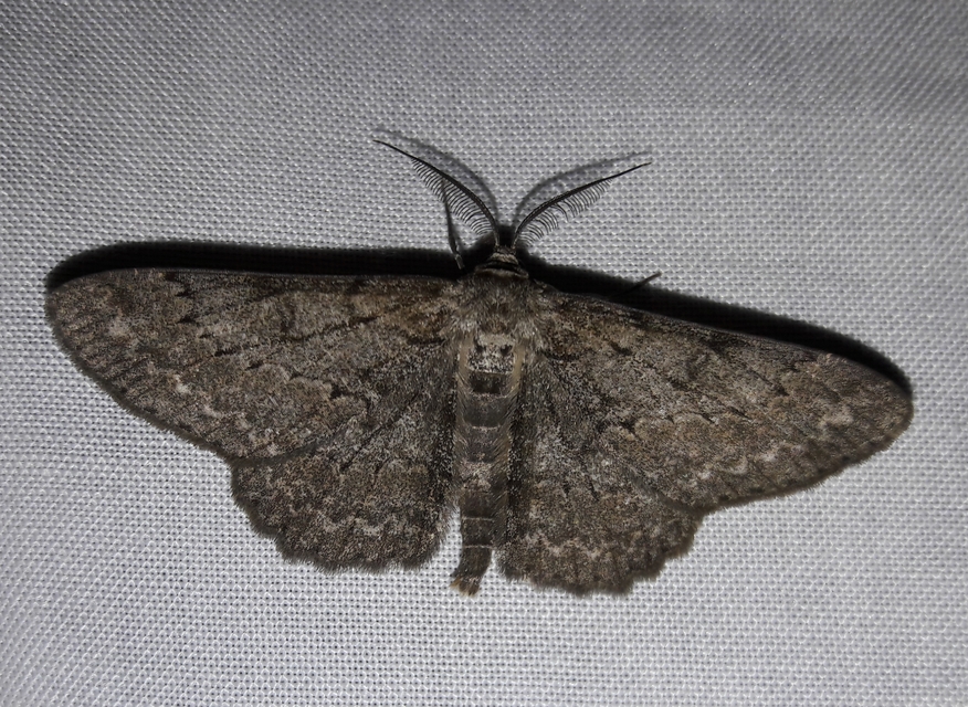 Hypomecis punctinalis - pettyes faaraszoló