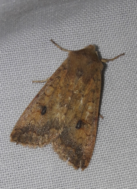 Sunira circellaris - okkersárga őszibagoly