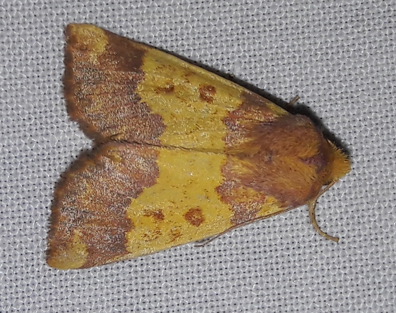 Tiliacea aurago - aranyló sárgabagoly