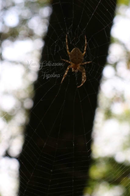 Araneus diadematus - koronás keresztespók