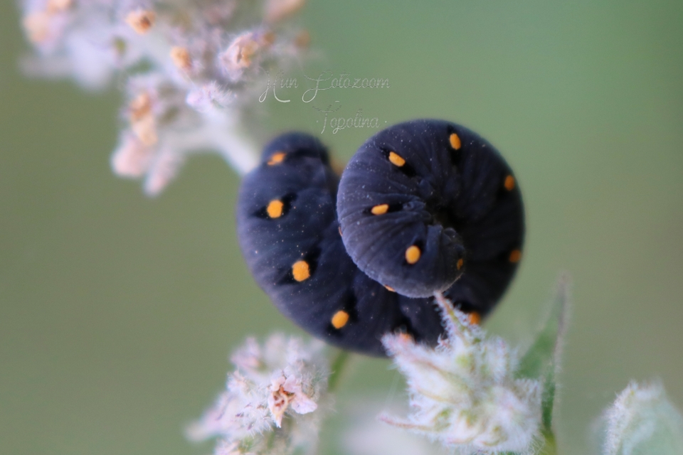 Tenthredo marginella