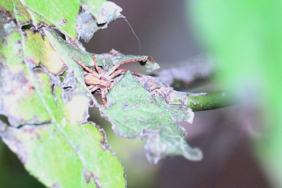 Philodromus
