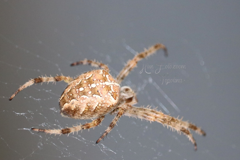 Araneus diadematus - koronás keresztespók Araneus diadematus - koronás keresztespók