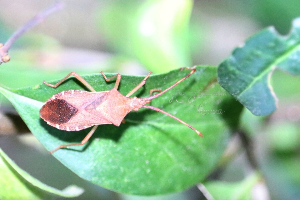 Gonocerus acuteangulatus - aranypetés karimáspoloska