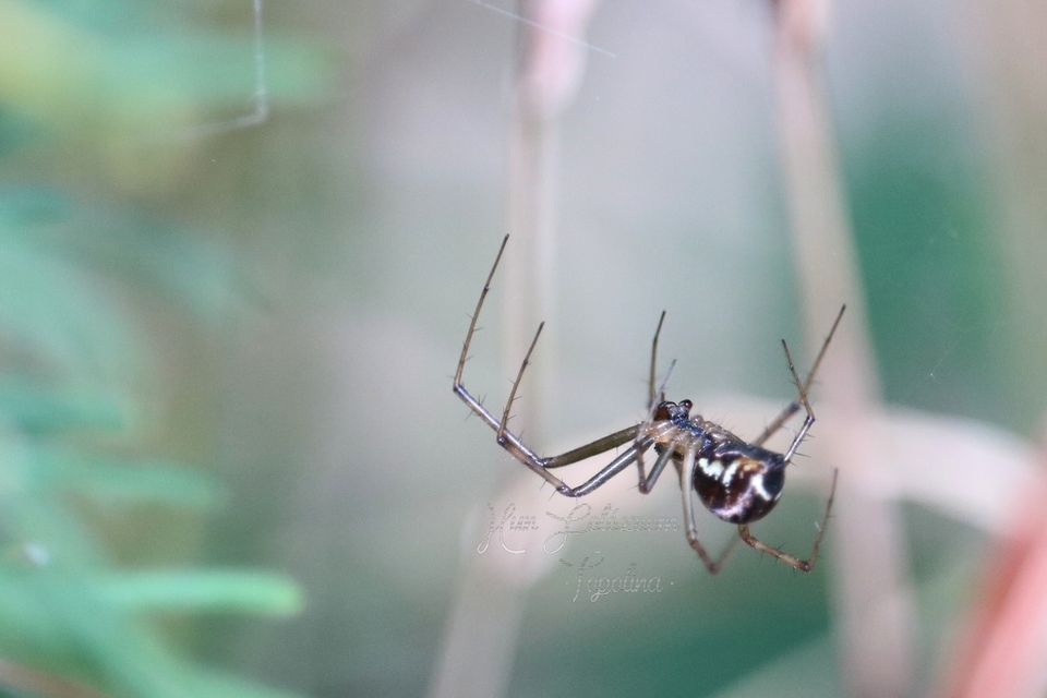 Linyphiidae - vitorláspókok