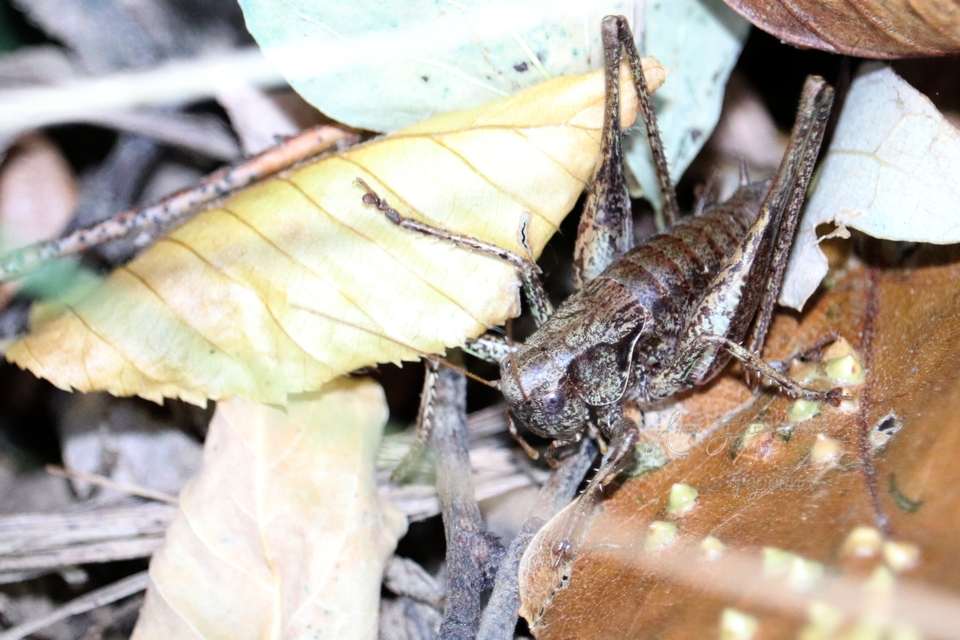 Pholidoptera griseoaptera - szürke avarszöcske
