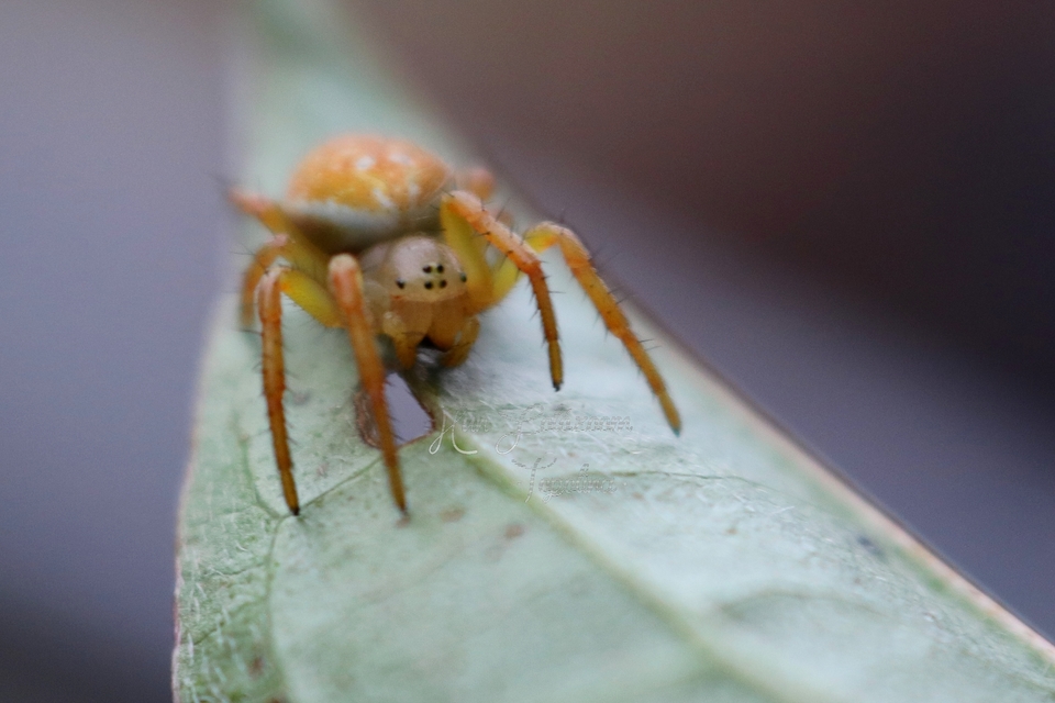 Araniella