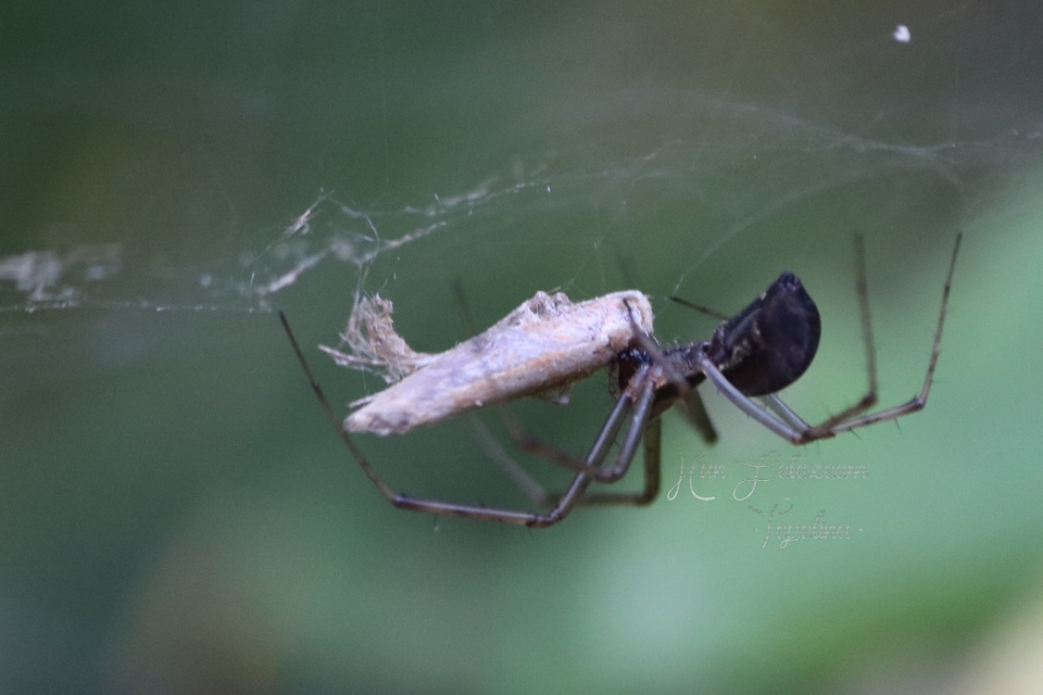 Linyphiidae - vitorláspókok