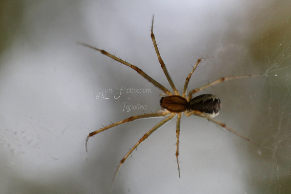 Linyphia triangularis - háromszöges vitorláspók
